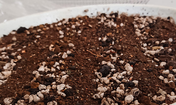 ミライタネはミライに生まれる自然のタネです オーガニック、自然農法、有機栽培に適した自然農法センターのタネ