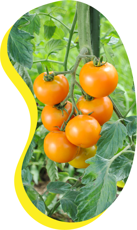 オレンジ中玉トマトの新品種 原田の兄さんが育種した自農T33 オーガニックな自然農法センターのタネは自然農法・有機栽培・家庭菜園に向いてます